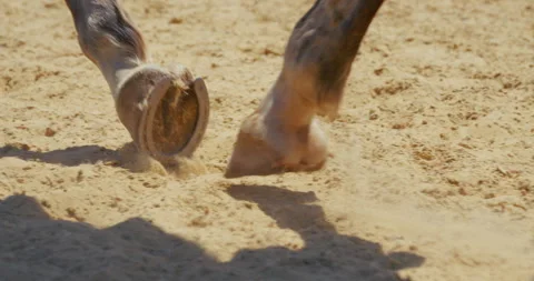 Horse Hooves Walking Close-Up Stock Footage 343623673