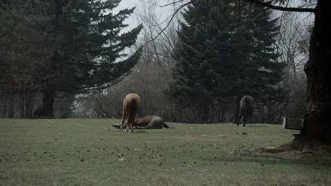 A horse hovers in the rain Video stock 98943579