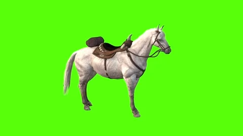 Horse Idle Green Screen Animation and 3D... | Stock Video | Pond5