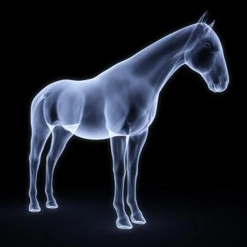 Horse Stock Illustration