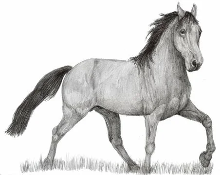 Horse  Stock Illustration
