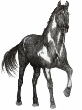 Horse  Stock Illustration