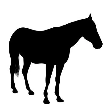 Horse Stock Illustration