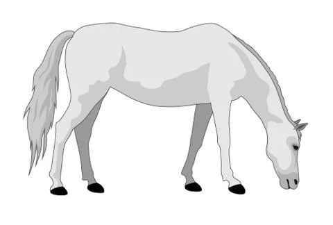 Horse Stock Illustration