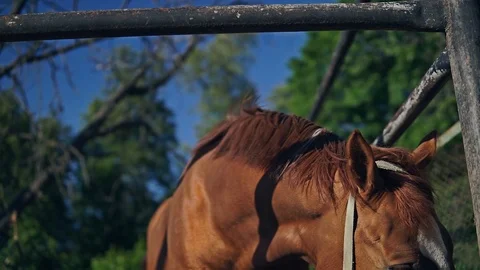 Horse inside the paddock Video stock 101415088