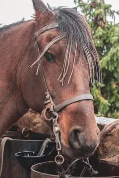 A horse inside a rustic stable. Stock Photos