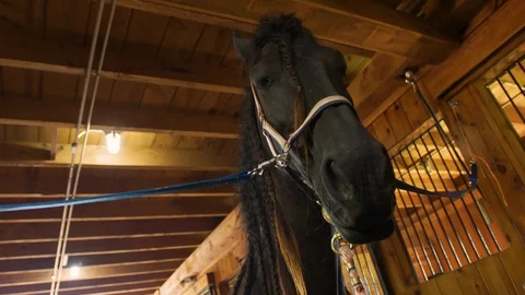 Horse inside stables is held in place with cross ties attached to its halter Stock Footage 117677042