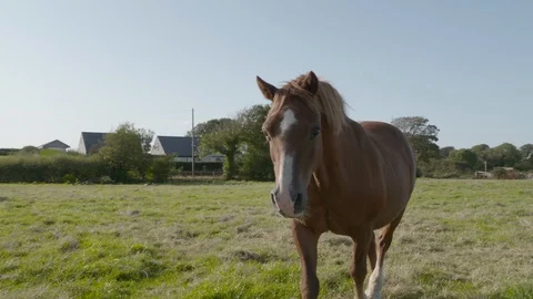 Horse investigates camera on summer's evening Stock Footage 123663243