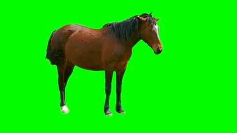 Horse isolated on green background screen Stock Footage 332491560