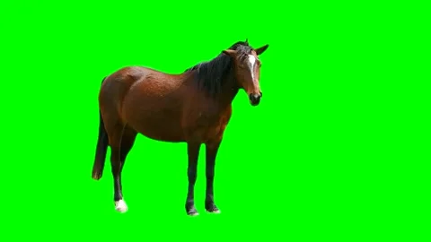 Horse isolated on green background screen Stock Footage 332491618