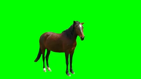 Horse isolated on green background screen Stock Footage 332491631