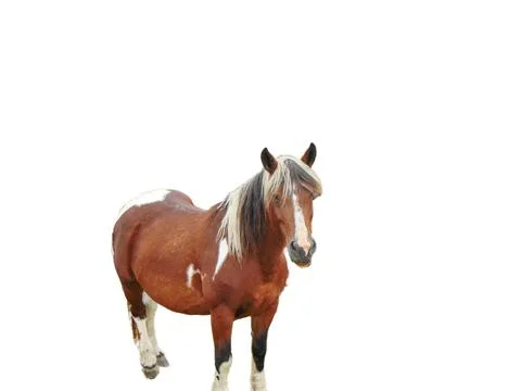 Horse isolated on white background Photos