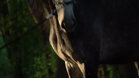 Horse is itching from mosquitos bites Stock Footage 110380607