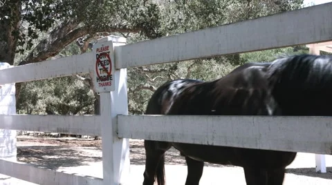 Horse in it's corral Stock Footage 64912528