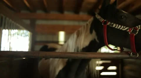 Horse in its Stall Stock Footage 21466239