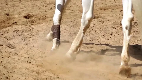 Horse jogging close up view Stock Footage 72286754