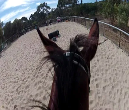 Horse jumping Stock Footage 33403587