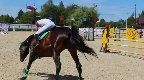 Horse jumping Video stock 51104637