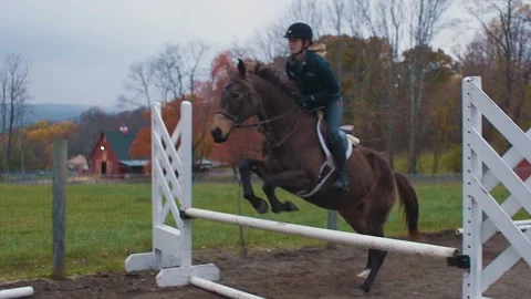 Horse jumping over hurdle in ring Stock Footage 151776284