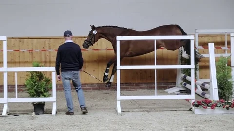 Horse jumping in slow motion 스톡 동영상 78098274