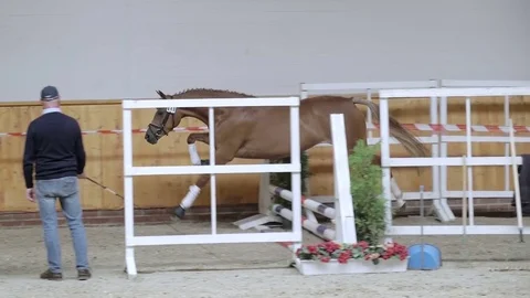 Horse jumping in slow motion Stock Footage 78098510