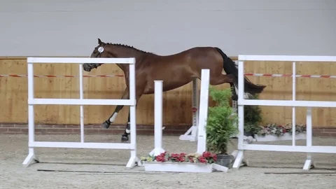 Horse jumping in slow motion 스톡 동영상 79005905
