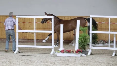 Horse jumping in slow motion Stock Footage 79005980