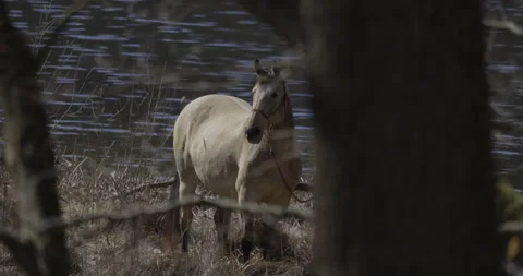 Horse by the lake, between trees, 4K slomo Stock Footage 194005735