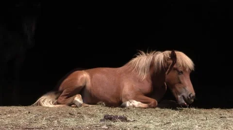 Horse laying down exhausted because of hot weather - Cicadas chirping Video stock 52074311