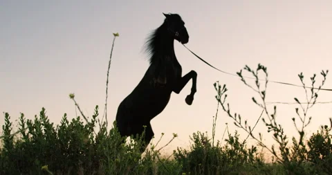 Horse Leaps at Sunset Stock Footage 262106143