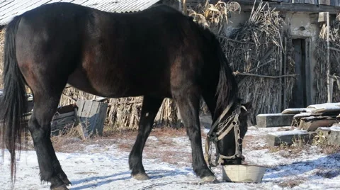 Horse on the leash in a field Stock Footage 44729093
