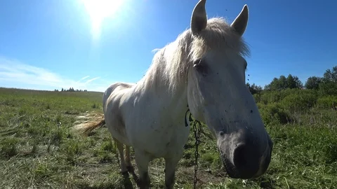 Horse on a leash Stock Footage 108233073