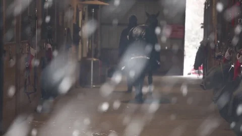 Horse Led into Barn Stable through Snow Stock Footage 71150395