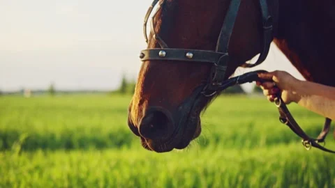 The horse is led by the bridle. Close-up Stock Footage 142636624