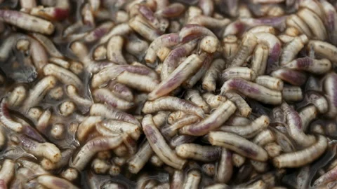Horse leech and fly maggots feeding on a carcass Stock Footage 231009491