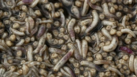 Horse leech and fly maggots feeding on a carcass Stock Footage 231009614
