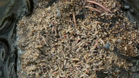 Horse leech and fly maggots feeding on a carcass Vidéo 231009729