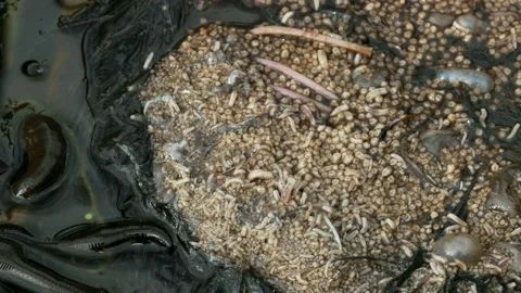 Horse leech and fly maggots feeding on a carcass Stock Footage 231009872