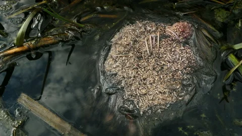 Horse leech and fly maggots feeding on a carcass Stock Footage 231010171
