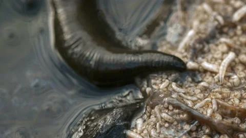 Horse leech and fly maggots feeding on a carcass Stock Footage 231011030