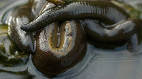 Horse leech and fly maggots feeding on a carcass Stock Footage 231011105