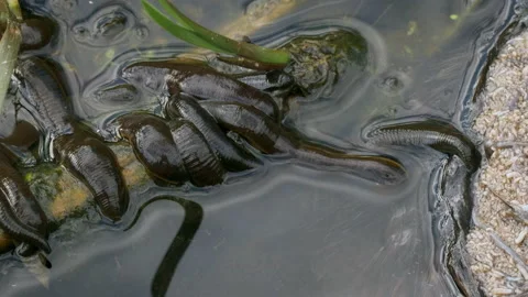 Horse leech and fly maggots feeding on a carcass Stock Footage 231011574