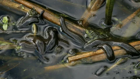 Horse leech and fly maggots feeding on a carcass Stock Footage 231012487