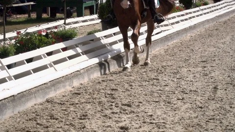 Horse legs Stock Footage 127459547