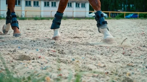 Horse legs. Slow motion Stock-Footage 101740439