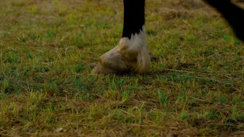 Horse Legs Walking on Grass While Led by Handler, Summer Meadow, Close Up Vídeo Stock 341449060