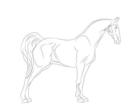 Horse, lines, vector Stock Illustration