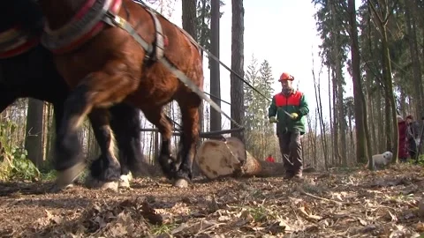 Horse Logging in Forest Video stock 343722263