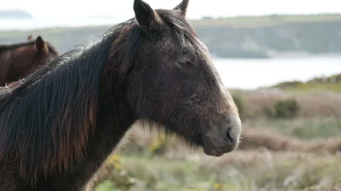 A horse with a long mane standing in a field. zoom in Stock Footage 253582202