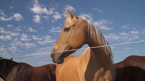 Horse looking away from camera. slow motion.  Video stock 78590860